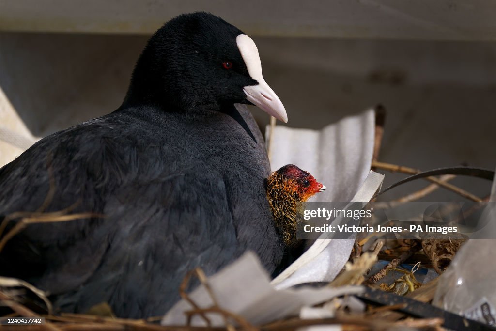 Coot chick