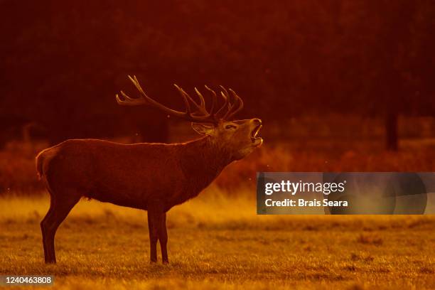 red deer (cervus elaphus) at sunrise. - buck stock pictures, royalty-free photos & images