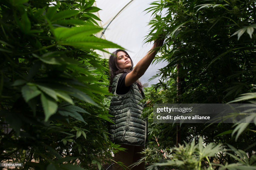 Medical cannabis in Ecuador