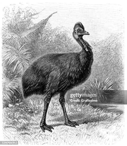 southern cassowary casuarius casuarius illustration 1897 - cassowary stock illustrations