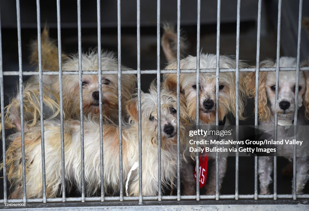 Cane Devore A large crowd showed up to the San Bernardino County Devore Animal ...