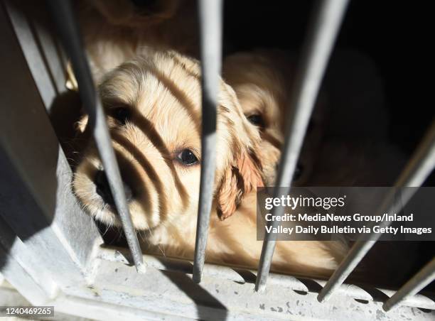 40 San Bernardino County Animal Control Photos and Premium High Res Pictures - Getty Images 40 San Bernardino County Animal Control Photos and Premium High Res Pictures - Getty Images