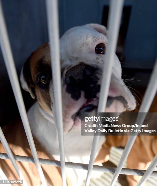 40 San Bernardino County Animal Control Photos and Premium High Res Pictures - Getty Images 40 San Bernardino County Animal Control Photos and Premium High Res Pictures - Getty Images