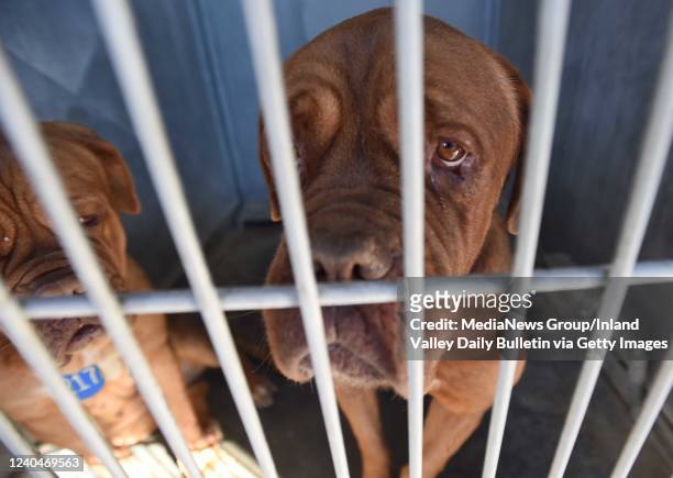 40 San Bernardino County Animal Control Photos and Premium High Res  Pictures - Getty Images