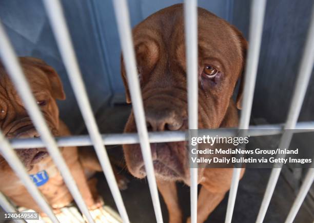40 San Bernardino County Animal Control Photos and Premium High Res Pictures - Getty Images 40 San Bernardino County Animal Control Photos and Premium High Res Pictures - Getty Images