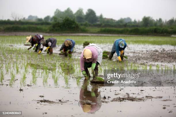 Persian Rice Field Iranian Rice Photos and Premium High Res Pictures - Getty Images