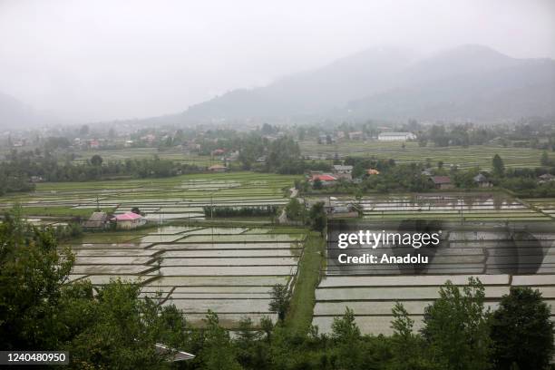 Iranian Rice Photos and Premium High Res Pictures - Getty Images