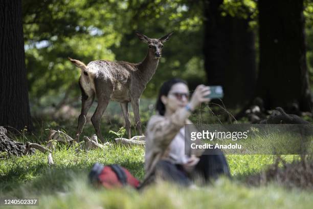 Red deer are seen on a sunny day at Richmond Park, in south west London, United Kingdom on May 06, 2022. Richmond Park, founded in 1637, is not only...