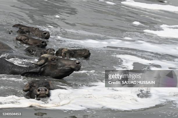 Buffaloes take a dip in the polluted waters of river Yamuna laden with foam, on a hot summer day in New Delhi on May 7, 2022.
