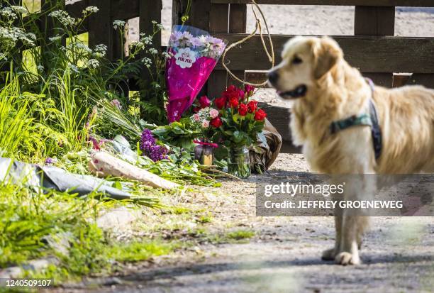 This picture shows a dog of the Tro Tardi care farm, next to flowers layed for the victims of a shooting, in Alblasserdam, on May 7, 2022. - Dutch...