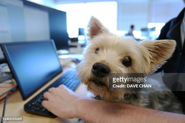 Samson, a Yorkshire Terrier sits on the lap of Trevor Watt, project controls manager at the office of Chandos Bird joint venture May 4, 2022 in...