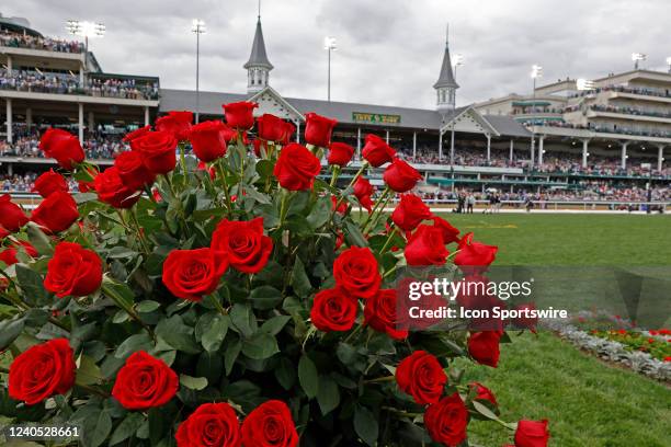 Red Roses Winners 275 Kentucky Derby Roses Stock Photos, High-Res Pictures, and Images ...