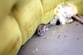 Little Grey House Mouse Living Inside Old Chiar