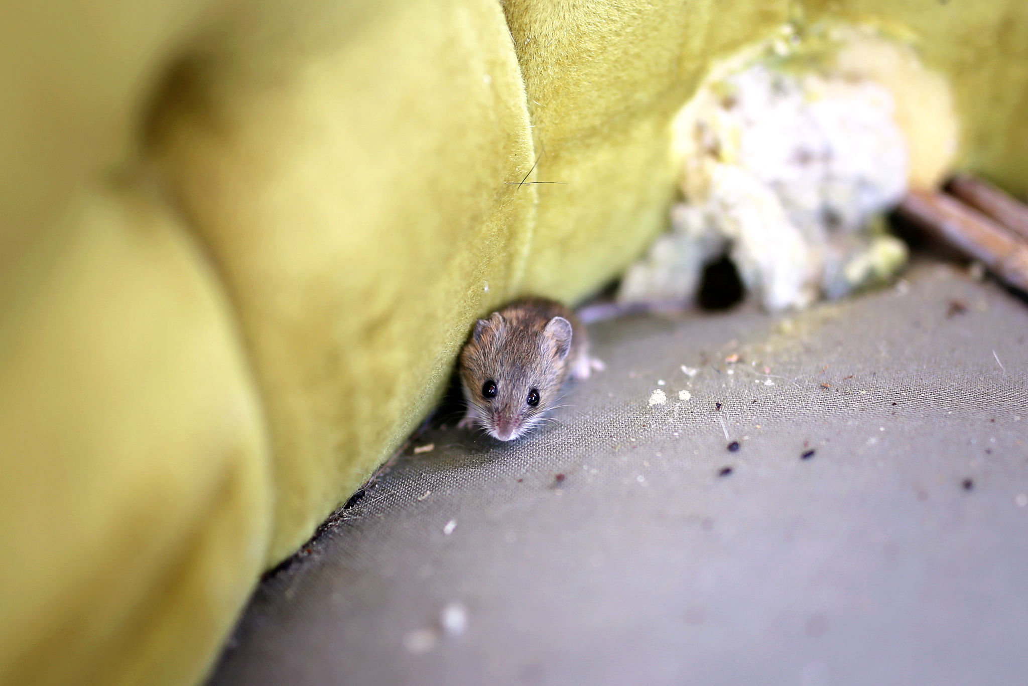 pest droppings