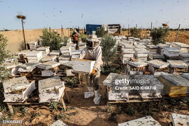Palestinian beekeepers collect honey from beehives at an apiary during the annual harvest season in Khan Yunis in the southern Gaza Strip on May 9,...