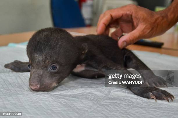 Veterinarian from the Natural Resource Conservation Agency examines a three-week old baby sun bear that was found separated from its mother at an...