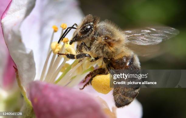 Apple Bee Insect 527 Bee Apple Tree Stock Photos, High-Res Pictures, and Images - Getty ...