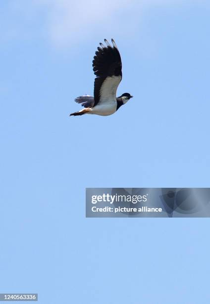May 2022, Baden-Wuerttemberg, Tübingen: A male lapwing flies in the sky. Last year, the state of Baden-Württemberg acquired "lapwing fields" in the...