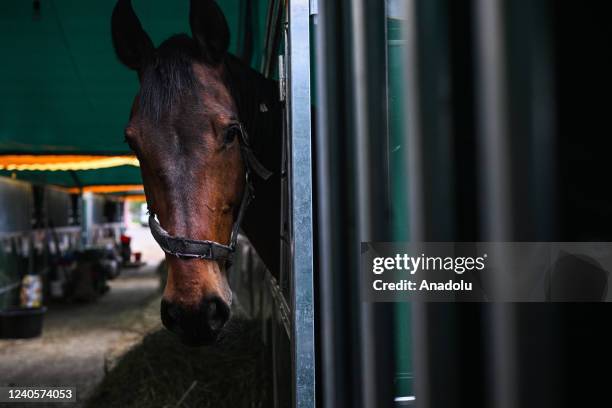 An evacuated horse rests in his inclosure at a temporary evacuation stable in Lviv, Ukraine on May 09, 2022. One month after the start of Russia's...