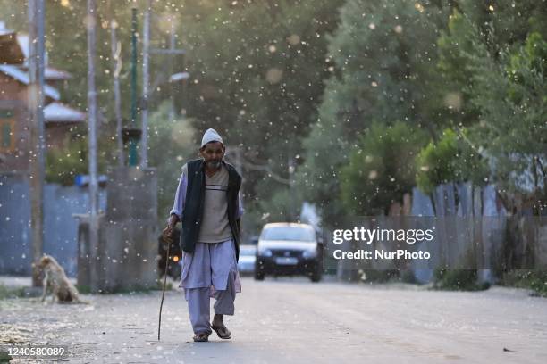 Man walks as breeze carries waves of fresh female Russian poplar pollen In Sopore, District Baramulla Jammu and Kashmir India on 10 May 2022. Pollen...