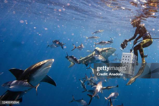 Jupiter, Florida Bull sharks circle the bait box that Jordan Lempke sits on as she takes photos and watches the sharks during an eco tourism shark...