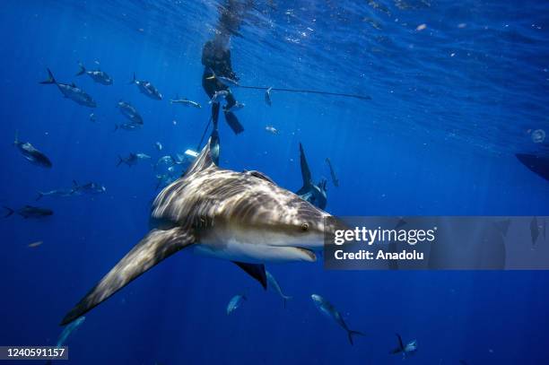 Jupiter, Florida A bull shark gets up close to inspect divers during an eco tourism shark dive off of Jupiter, Florida on May 5, 2022.