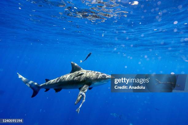 Jupiter, Florida A bull shark cruises through the water during an eco tourism shark dive off of Jupiter, Florida on May 5, 2022.