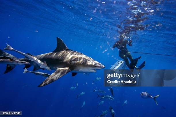 Jupiter, Florida Bull sharks circle the bait box that Jordan Lempke sits on as she takes photos and watches the sharks during an eco tourism shark...