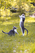 Two grey and white kittens playing on grass, female hand holding a plaything