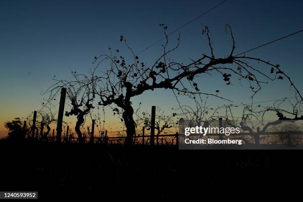 Vines at dusk in Pokolbin, New South Wales, Australia, on Friday, May 6, 2022. The Hunter Valley is one of huge contrasts, with bucolic century-old...