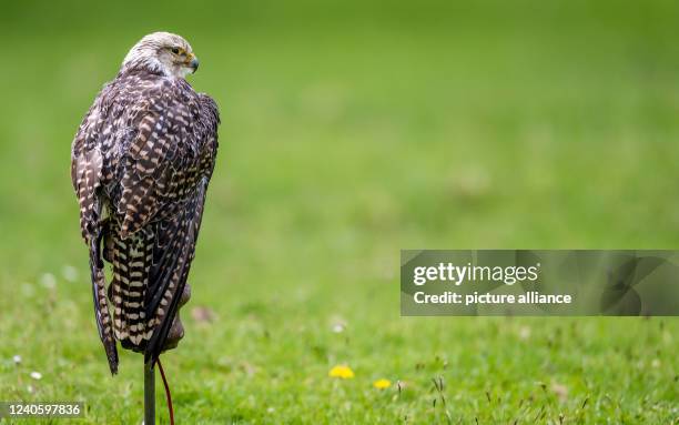 May 2022, Lower Saxony, Neuhaus Im Solling: A saker falcon sits on its block in the falconry at Neuhaus Wildlife Park. The local forestry office runs...