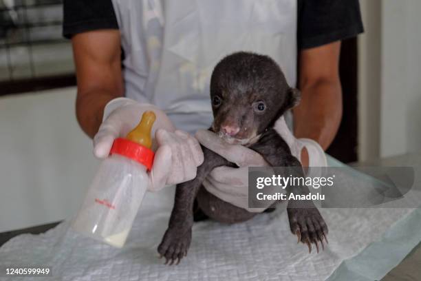 An officer from the animal clinic of the Natural Resources Conservation Center provides intensive care of a three-week-old female sun bear in...
