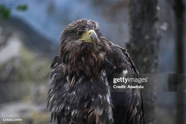 White tailed eagle that was saved from Kharkiv rests at the Home of Rescued Animals in Lviv, Ukraine on May 11, 2022. The Home of Rescued Animals,...