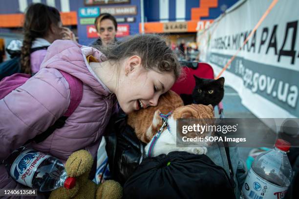 Ana, who comes from Mariupol, comforts her cat after arriving in Zaporizhia. According to the United Nations, more than 11 million people have fled...
