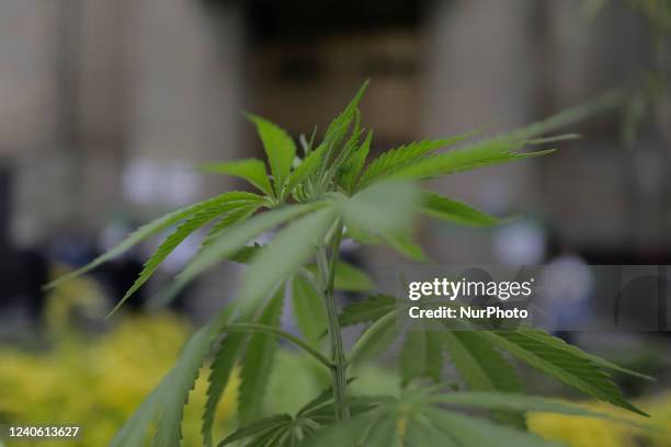 View of a marijuana leaf outside the Supreme Court of Justice of the Nation in Mexico City, where several people demonstrated against the draft...