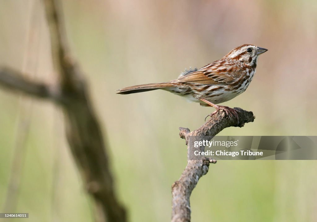 LIFE-ENV-BIRD-MIGRATION-TB