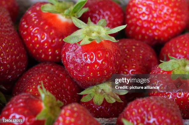Strawberry Time Photos And Premium High Res Pictures Getty Images strawberry-time-photos-and-premium-high-res-pictures-getty-images
