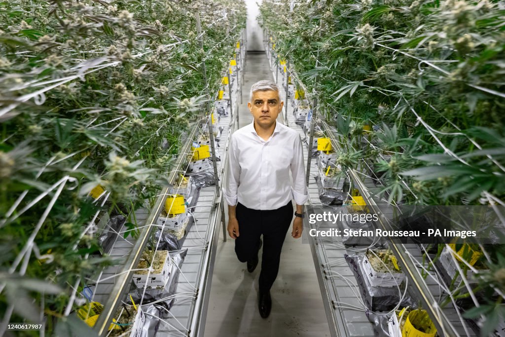 Sadiq Tea Mayor of London Sadiq Khan walks through cannabis plants which are ...