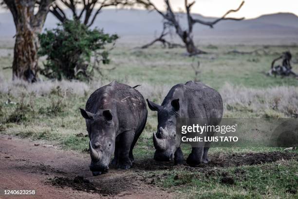 Two black rhinos graze before sunset in Lewa Conservancy, Kenya on May 9, 2022. - Kenya has lost nearly 70% of its wildlife in the past 30 years....