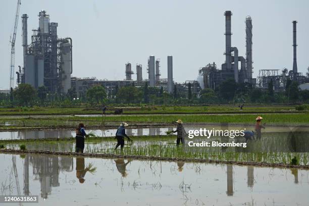 Farmers plant rice seeklings in a paddy field near the PT Pertamina Balongan refinery in Indramayu, Indonesia, on Thursday, May 12, 2022....