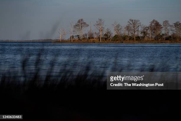March 14 : A ghost forest is seen along the shore of East Lake in the Alligator River National Wildlife Refuge near Manns Harbor, NC on March 14,...