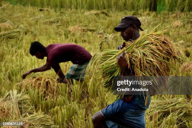 Bangladeshi farmers carry harvested produce in a cultivated field ahead of the 14 May World Farmers Day in Chittagong, Bangladesh on May 12, 2022.