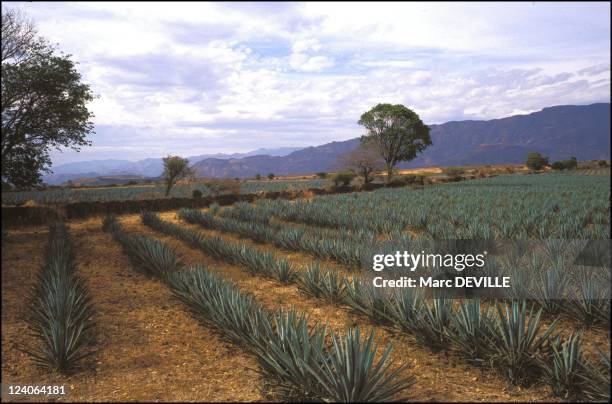 Production In Tequila, Mexico In April, 2000 - Field of blue agave .