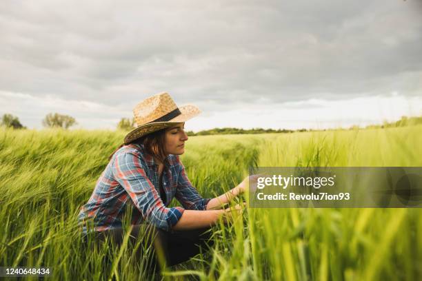 young woman agronomist checking the wheat health in the field - female farmer stock pictures, royalty-free photos & images