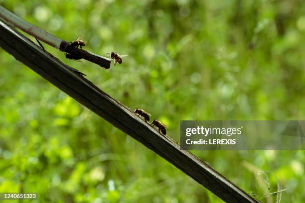 bees flying around a watering place - cicada pattern stock pictures, royalty-free photos & images