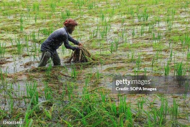 Farmer is harvesting paddy in the flooded field at Munshiganj near Dhaka City. A series of rains over the last few days have flooded many farms in...