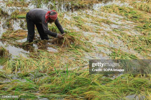 Farmer is harvesting paddy in the flooded field at Munshiganj near Dhaka City. A series of rains over the last few days have flooded many farms in...