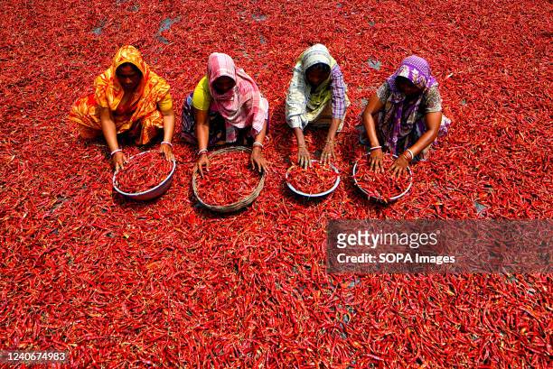 Female workers process and dry red chili pepper under the sun on the river bank of Ganga near Hooghly district of West Bengal. Every day these woman...