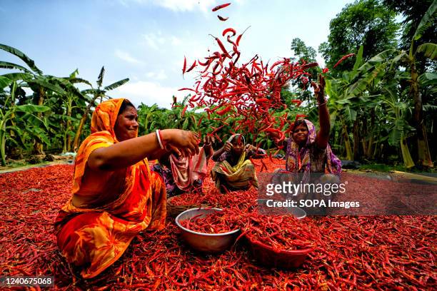 Female workers toss dry red chili pepper under the sun on the river bank of Ganga near Hooghly district of West Bengal. Every day these woman labours...