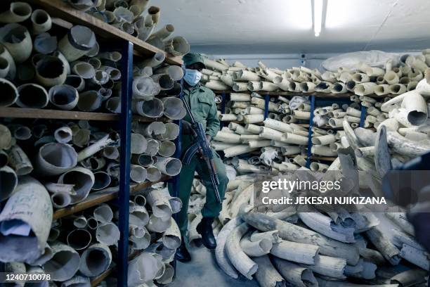 Zimbabwe National Parks' armed guard walks through piles of elephant ivory stored inside a strong room where Zimbabwe's ivory is secured during a...